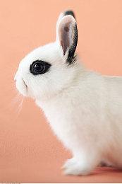 《圣兽之王》“约瑟夫的战斗指南”预告片分享